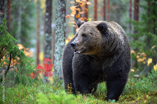 Brown bear in the autumn forest.  Scientific name: Ursus arctos. Natural habitat. © Uryadnikov Sergey