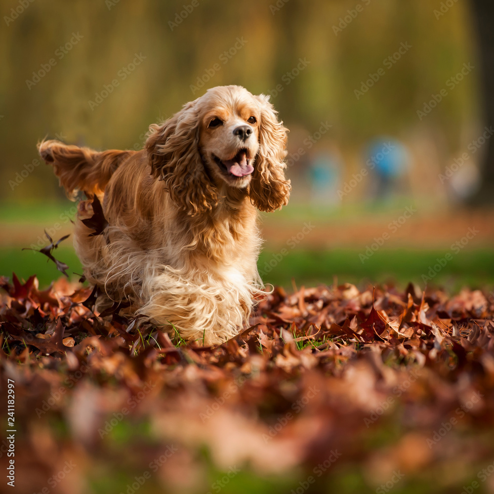 American Cocker Spaniel American Cocker Spaniel