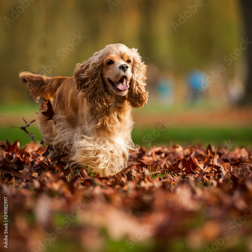 Fotografie American Cocker Spaniel