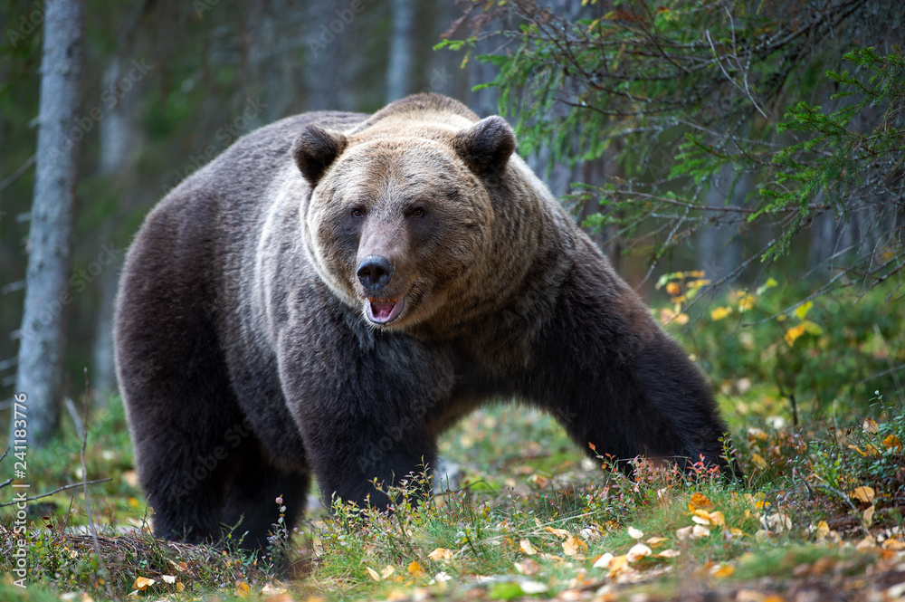 Fototapeta premium Brown bear in the autumn forest. Scientific name: Ursus arctos. Natural habitat.