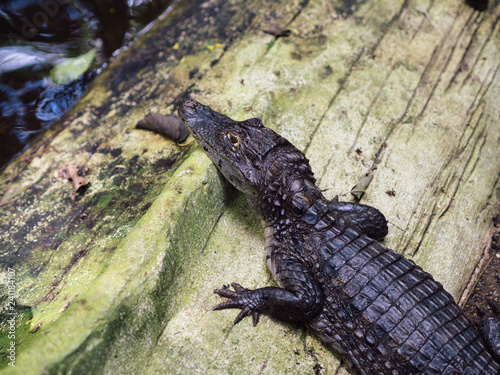 Small crocodile in Puerto Viejo, Costa Rica. Caribbean reptile.