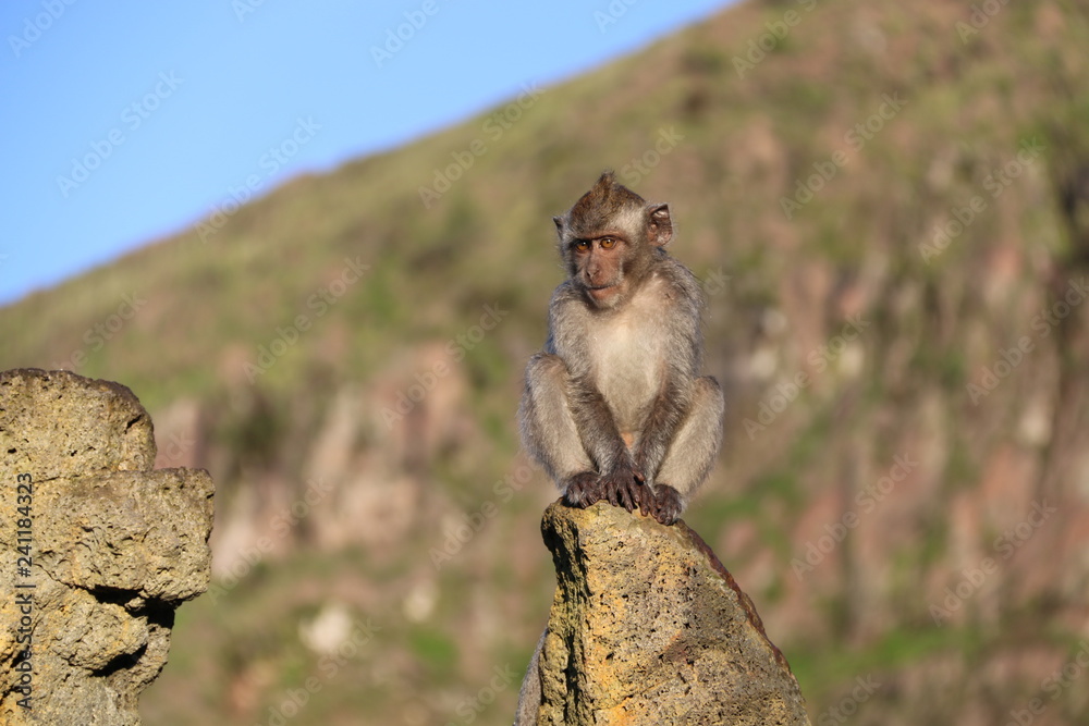 Balinese Monkey