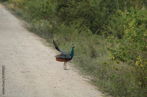 Peacock on track