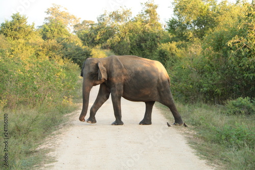 Elephant crossing track