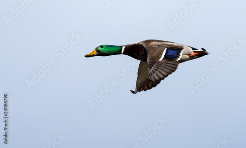 Mallard duck in flight. 