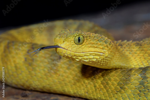 Venomous Bush Viper Snake (Atheris squamigera) with Forked Tongue