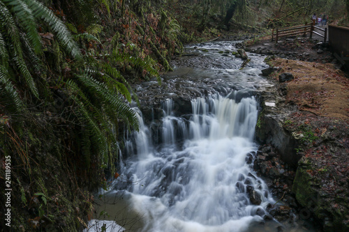 Waterfall in Balch Creek in Forest Park  Portland  Oregon