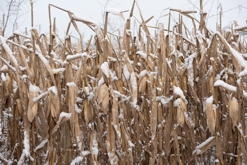 Corn field in the snow