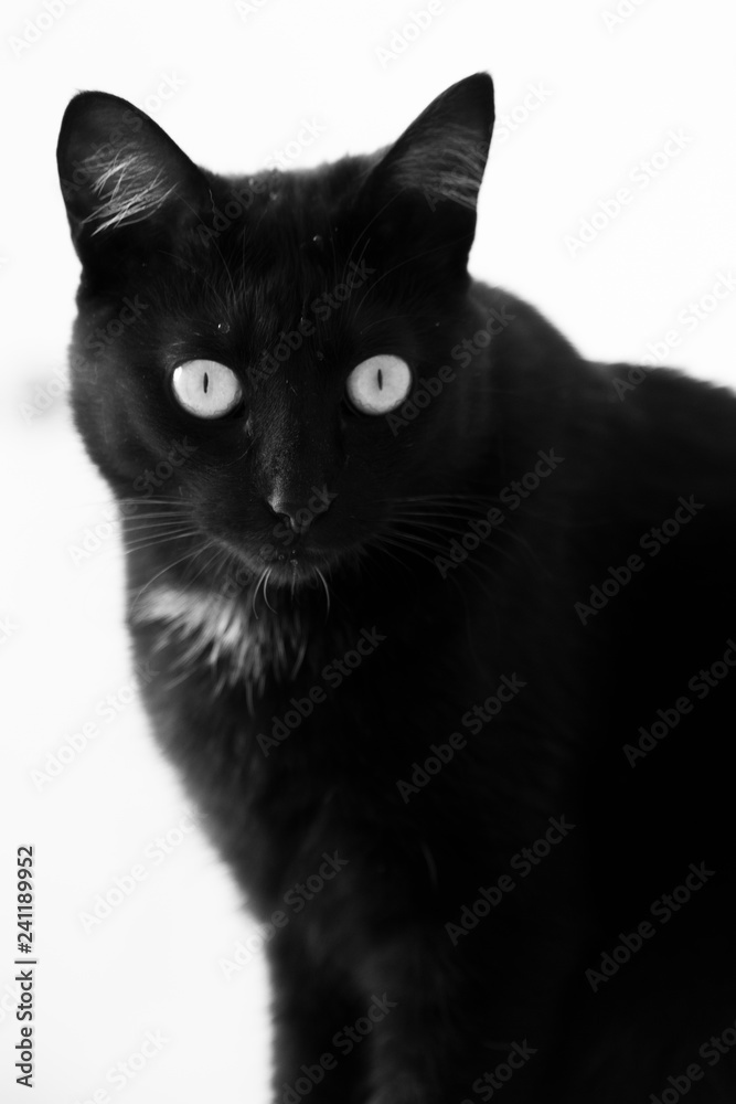Black Cat Black Cat