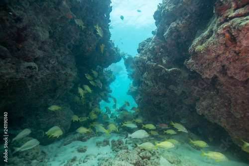 A group of small yellow fish  Bigeye Yellow Snapper  swimming in the ocean coral reef. Located near Key West  Florida  United States.