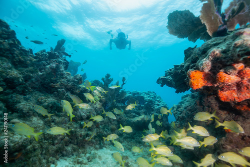 Fototapeta Naklejka Na Ścianę i Meble -  Adventurous girl snorkeling in the ocean coral reef. Located near Key West, Florida, United States.