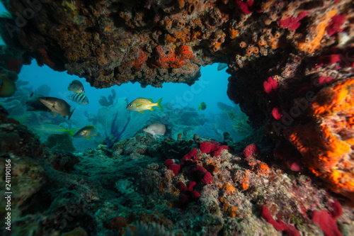 Fototapeta Naklejka Na Ścianę i Meble -  Beautiful coral reef in the Atlantic Ocean. Located near Key West, Florida, United States.
