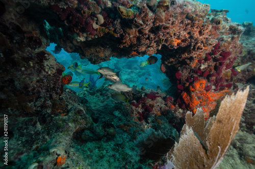 Fototapeta Naklejka Na Ścianę i Meble -  Beautiful coral reef in the Atlantic Ocean. Located near Key West, Florida, United States.