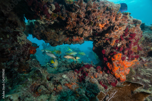 Beautiful coral reef in the Atlantic Ocean. Located near Key West  Florida  United States.