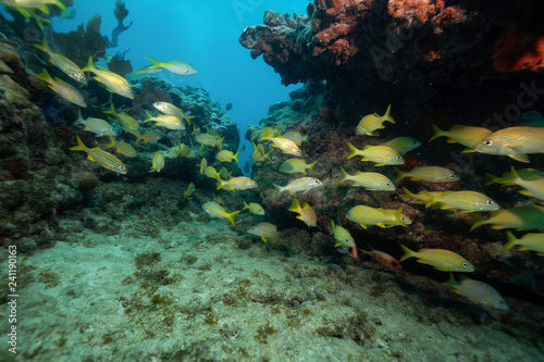 Fototapeta Naklejka Na Ścianę i Meble -  A group of small yellow fish, Bigeye Yellow Snapper, swimming in the ocean coral reef. Located near Key West, Florida, United States.