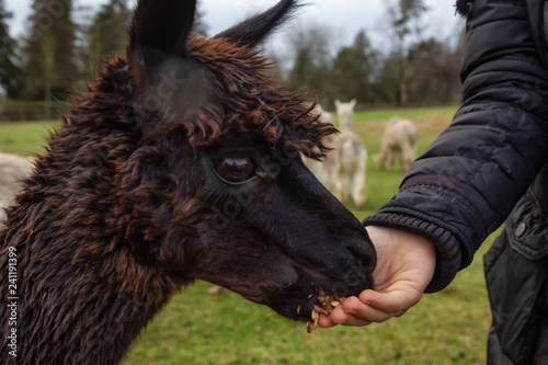 Girl feeding food from hand to an Alpaca in a farm during a cloudy day.
