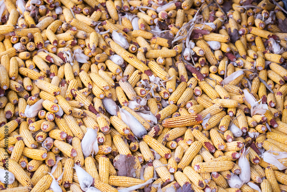 Ears of corn in a pile Ears of corn in a pile
