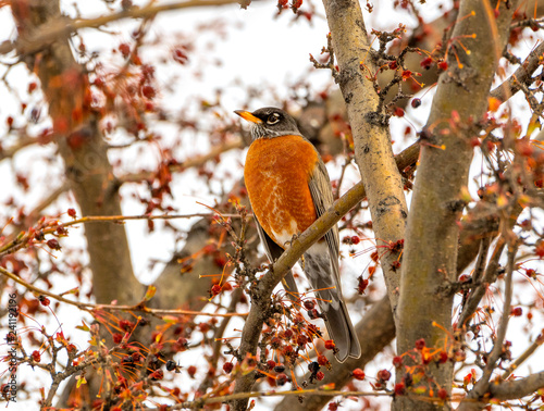 Robin eats dried crab apples in tree with no leaves