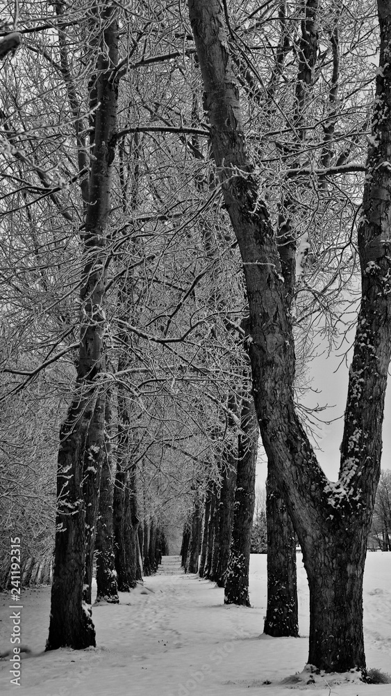 Black and White aspen trees along path Black and White aspen trees along path