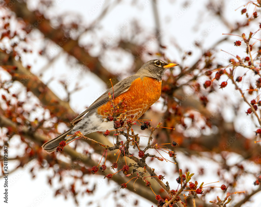 Robin eats dried crab apples in tree with no leaves Robin eats dried crab apples in tree with no leaves