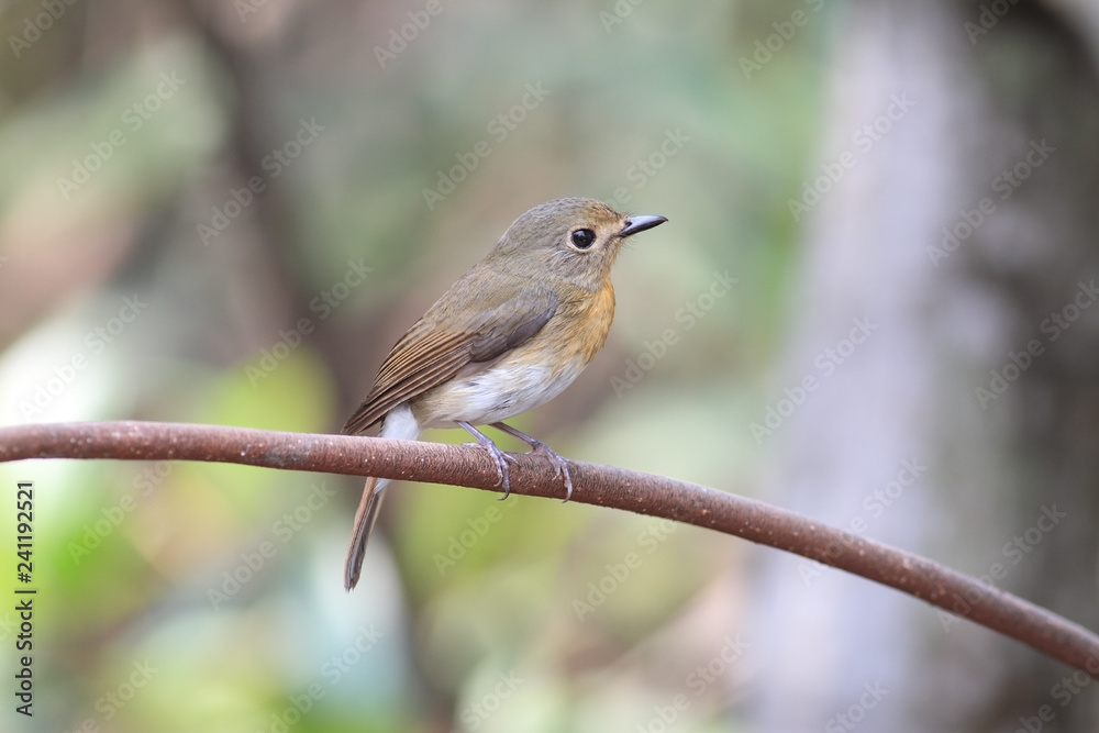 hill blue flycatcher (female) on mangrove tree hill blue flycatcher (female) on mangrove tree