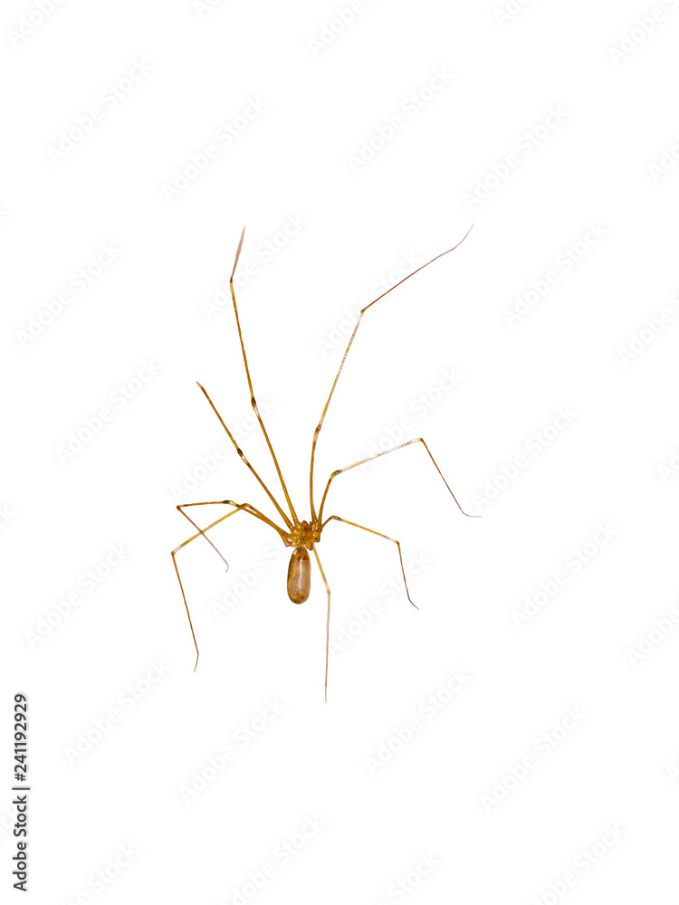 The Cellar Spider (Pholcidae) s also referred to as Daddy Long Legs or  skull spider isolated on white background. Photos | Adobe Stock