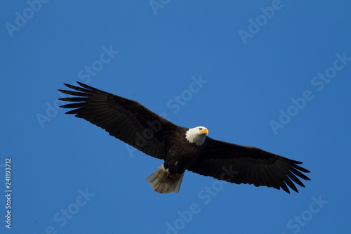 Majestic eagle soaring up in the sky.