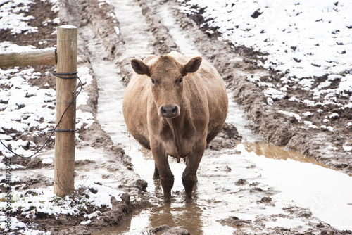 Cow walking in the snow