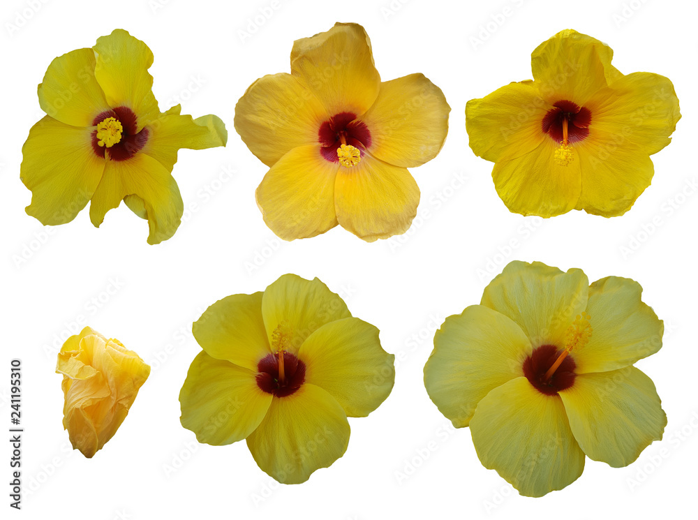 set of yellow Hibiscus flowers isolated on white background