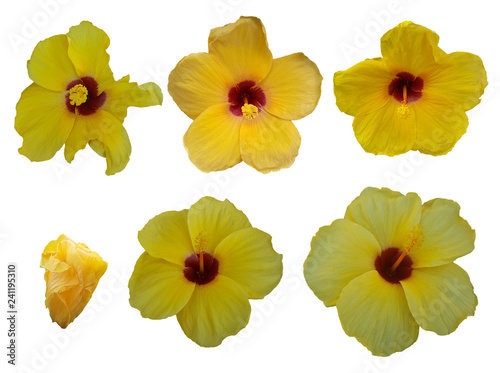 Obraz na płótnie set of yellow Hibiscus flowers isolated on white background w salonie