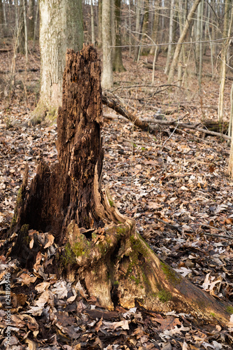 Tree stump in the woods © mrberryphoto