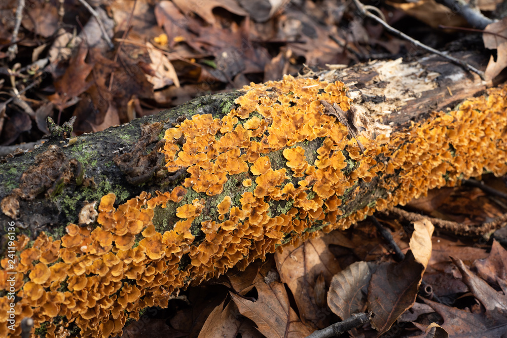 Fungus on a dead tree branch Fungus on a dead tree branch