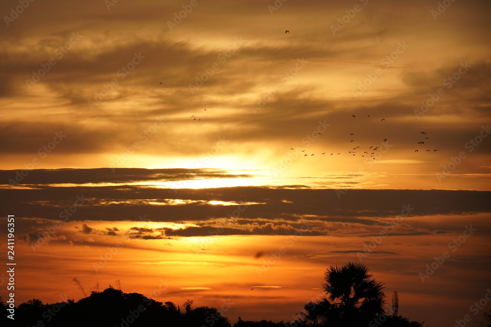 Birds enjoy their nest returning during sunset