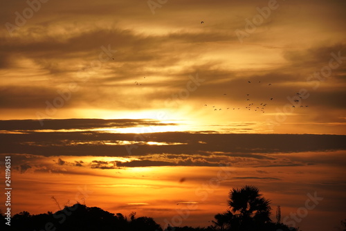 Birds enjoy their nest returning during sunset