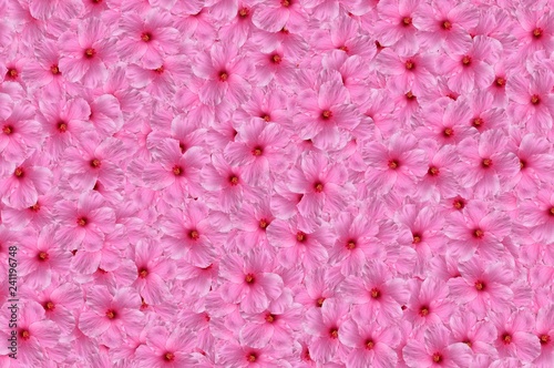 pink Hibiscus syriacus flower pattern background © mansum008