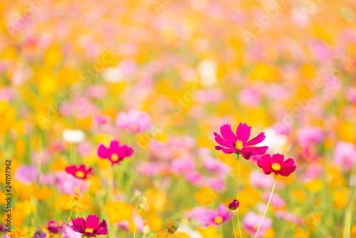Orange  White and Purple cosmos flowers in the garden with sunset background in pastel retro vintage style.