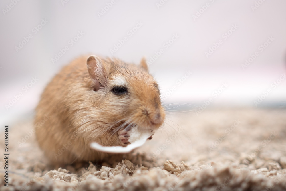 Gerbils are the cutest animals ever. They love to cuddle, play and sleep together. They cannot be separated. They make excellent pets. Gerbils are the cutest animals ever. They love to cuddle, play and sleep together. They cannot be separated. They make excellent pets.