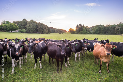 herd of cows in a field