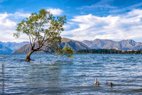 A mother duck leads her ducklings towards the famous Wanaka Tree in New Zealand. The view is beautiful. One can enjoy great weather, blue sky, white clouds, clear lake and wildlife in this place. © Skyimages