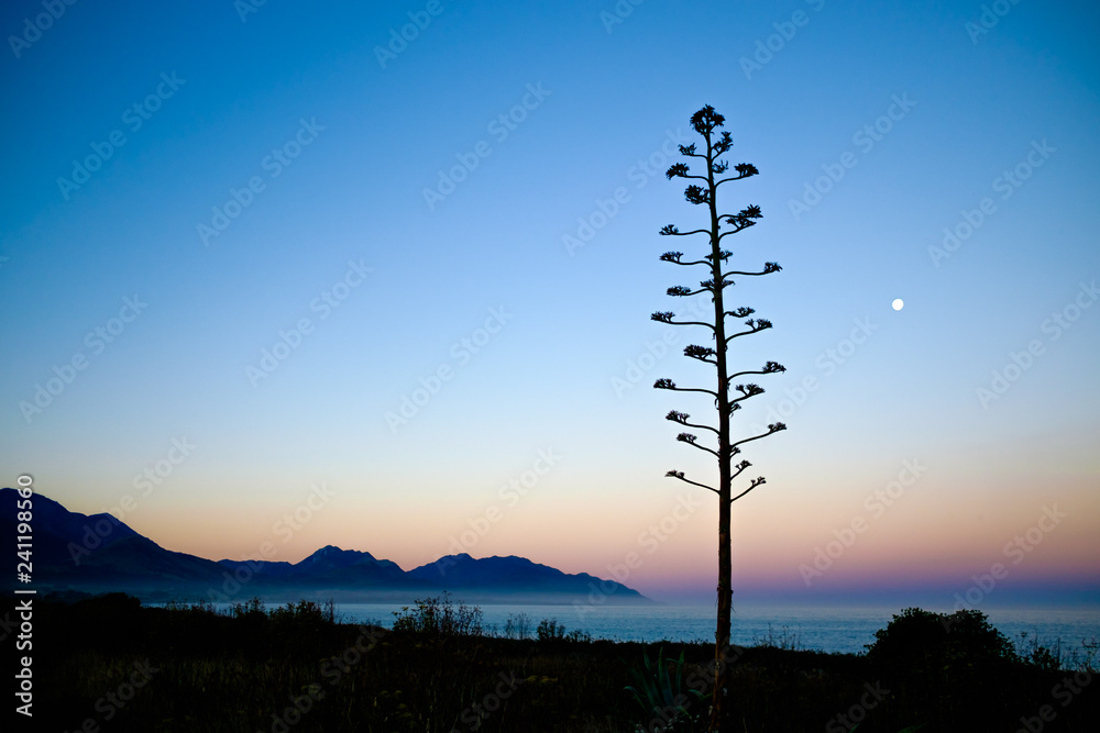This image has a very soft, peaceful, serene feel to it. There is a unique looking tree, tiny moon and a soft gentle background. It was taken during sunset along the coast of New Zealand.