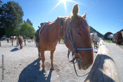 Riding a horse in New Zealand. We cross the river  dry riverbed  forest and mountains. The horses are beautiful animal and gentle too. The scenery is super stunning in this area.