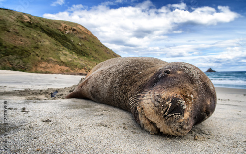 A smiling happy seal sleeping on the sandy beach. Enjoy a close encounter with them in their natural habitat on the coast of the South Island, New Zealand. This is a popular attraction among tourist.