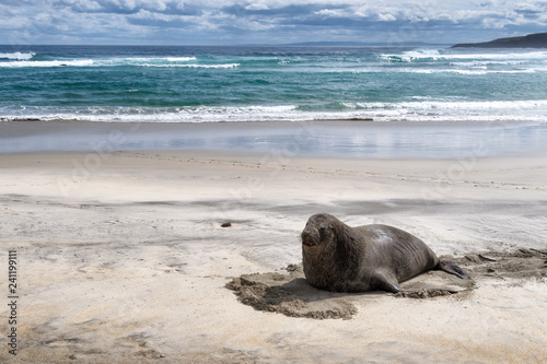 A big fur seal resting on the sandy beach. Enjoy a close encounter with them in their natural habitat on the coast of the South Island, New Zealand. This is a popular attraction among tourist.
