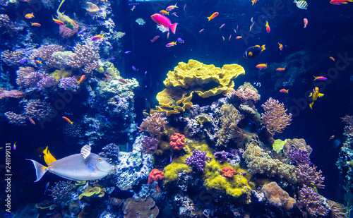 Fototapeta Naklejka Na Ścianę i Meble -  Clear underwater with tropical colour fish and coral reef