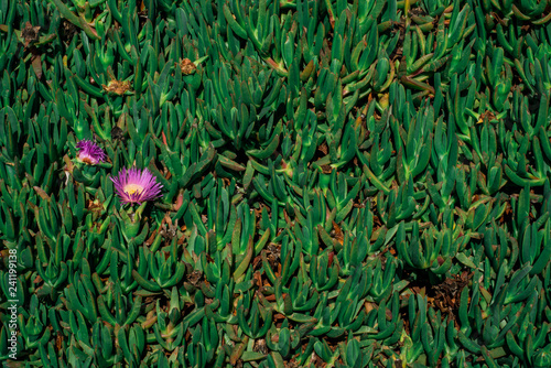 Coastal Vegetation photo