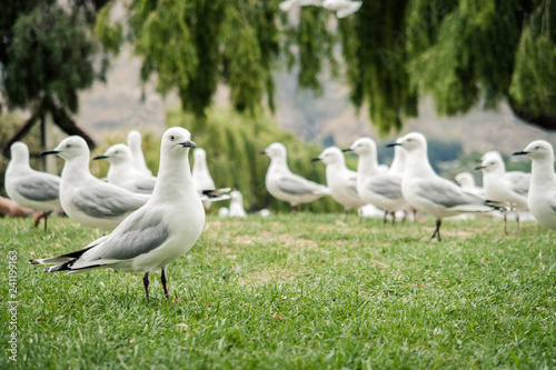 A flock of white seagull in New Zealand. They are very common along lakeside and ocean.