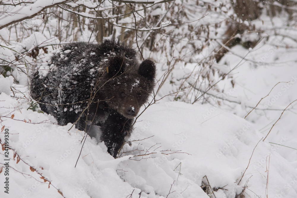 Brown bear / Ursus arctos. Bieszczady Mountains. Poland Brown bear / Ursus arctos. Bieszczady Mountains. Poland