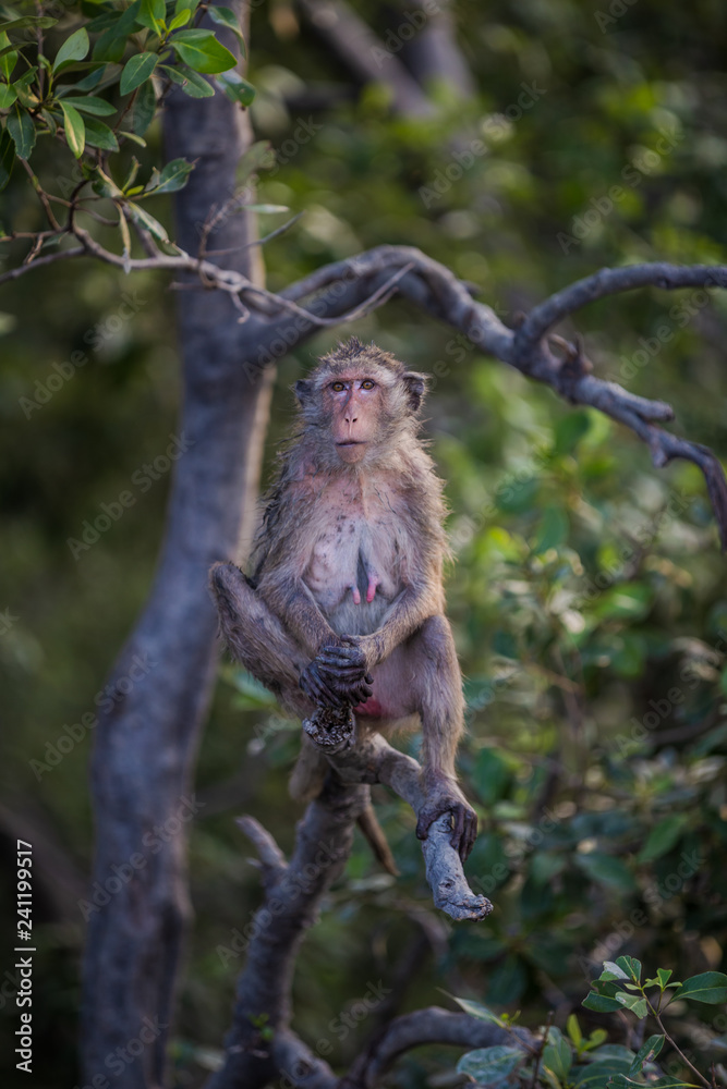 Obraz premium Lifestyle of monkeys in Chonburi,thailand.