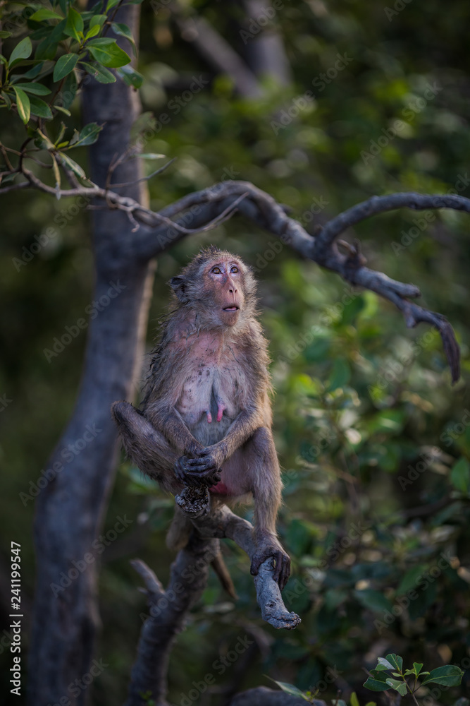 Lifestyle of monkeys in Chonburi,thailand. Lifestyle of monkeys in Chonburi,thailand.