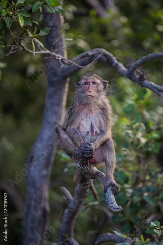 Lifestyle of monkeys in Chonburi,thailand.